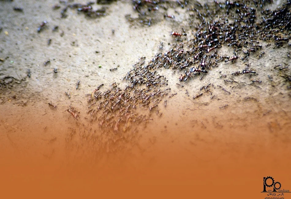 کلونی مورچگان (Ant Colony Optimization)